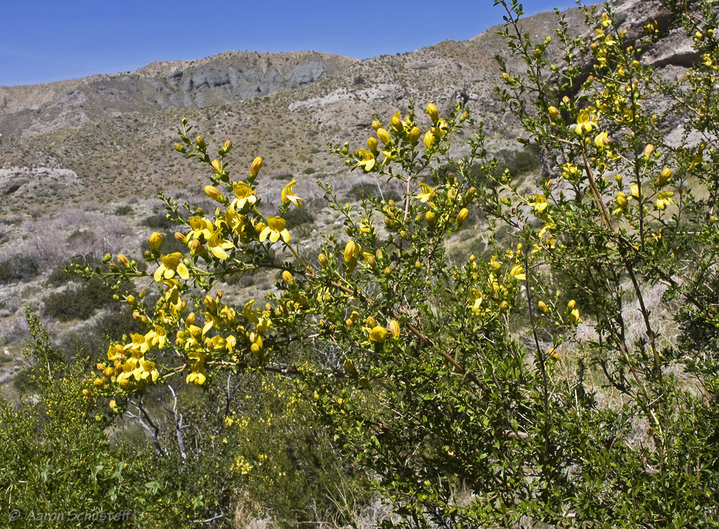 Keckiella antirrhinoides var. antirrhinoides