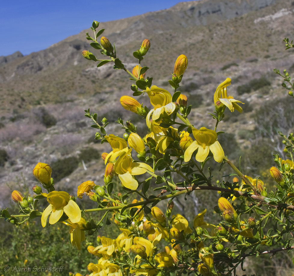 Keckiella antirrhinoides var. antirrhinoides