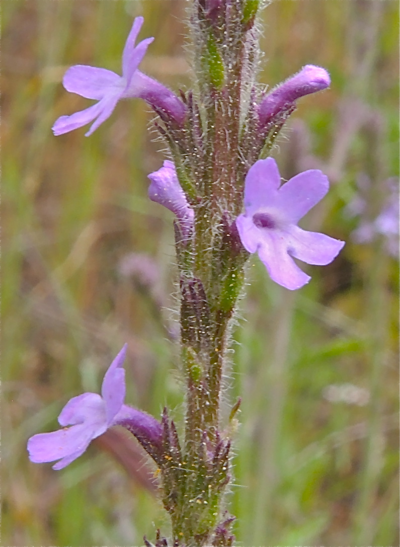 Verbena lasiostachys var. lasiostachys