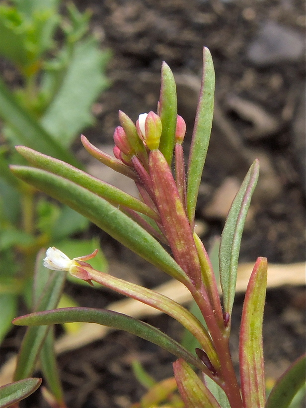 Gayophytum humile