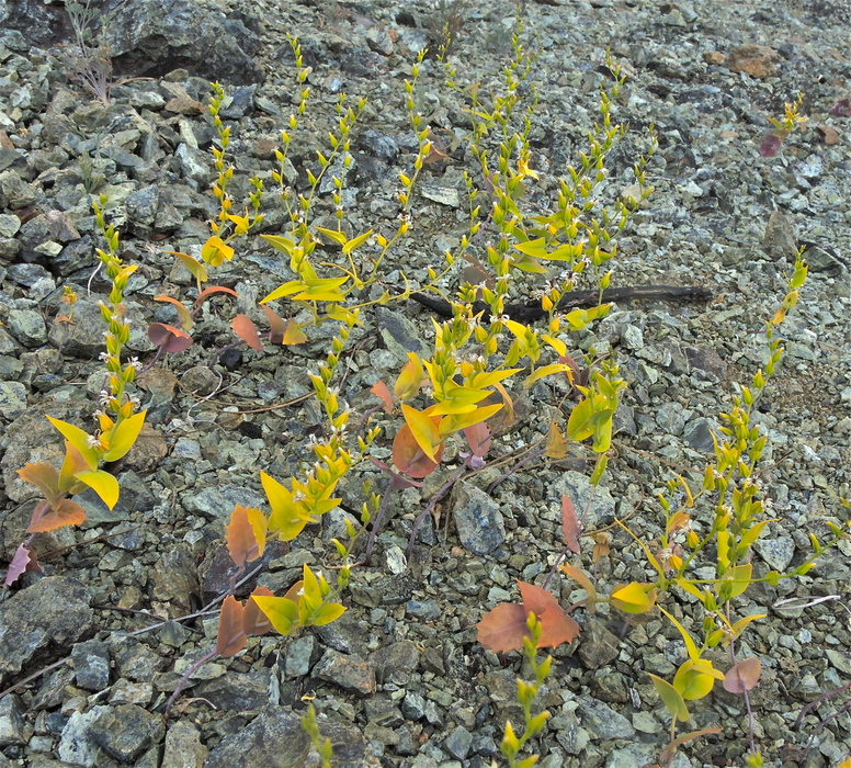 Streptanthus hesperidis