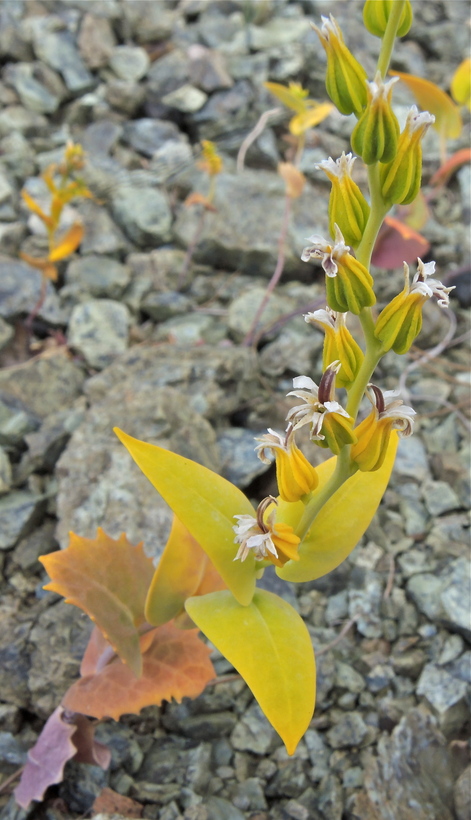 Streptanthus hesperidis