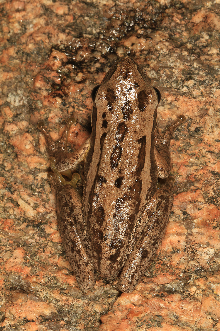 Litoria adelaidensis