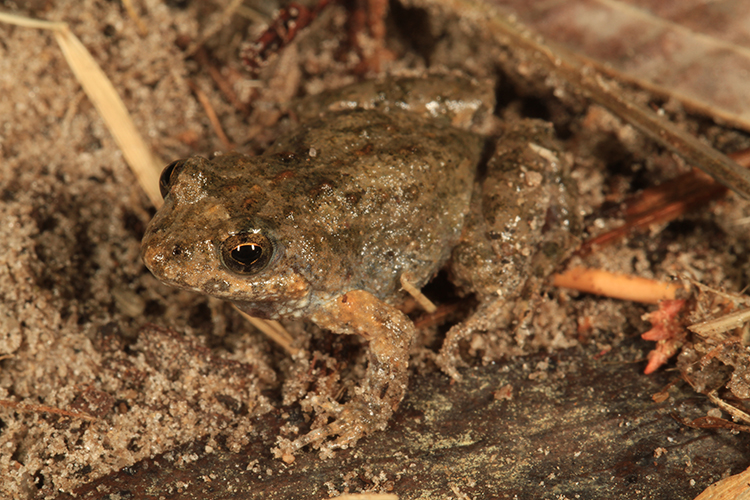 Crinia subinsignifera