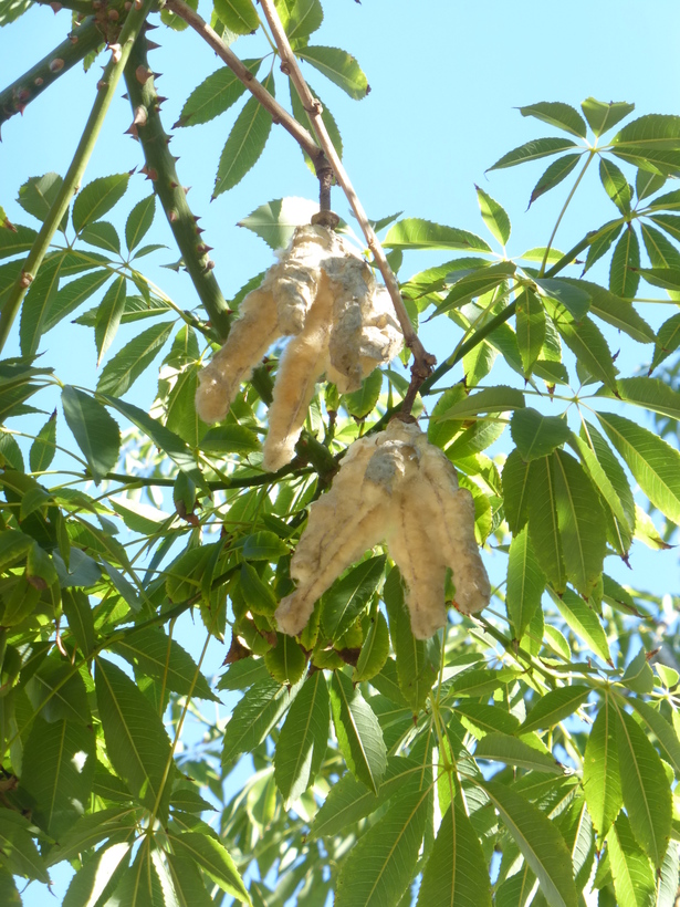 Ceiba speciosa