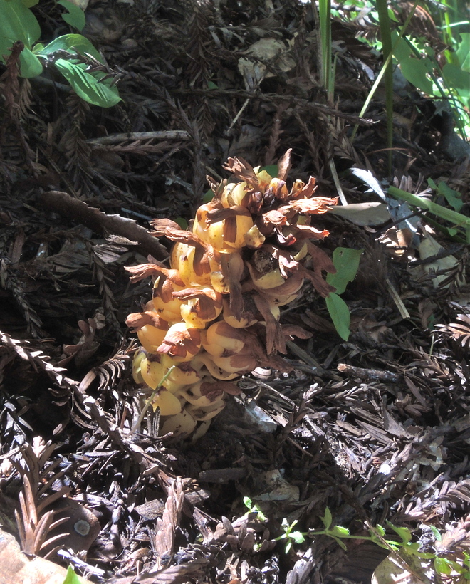 Kopsiopsis hookeri