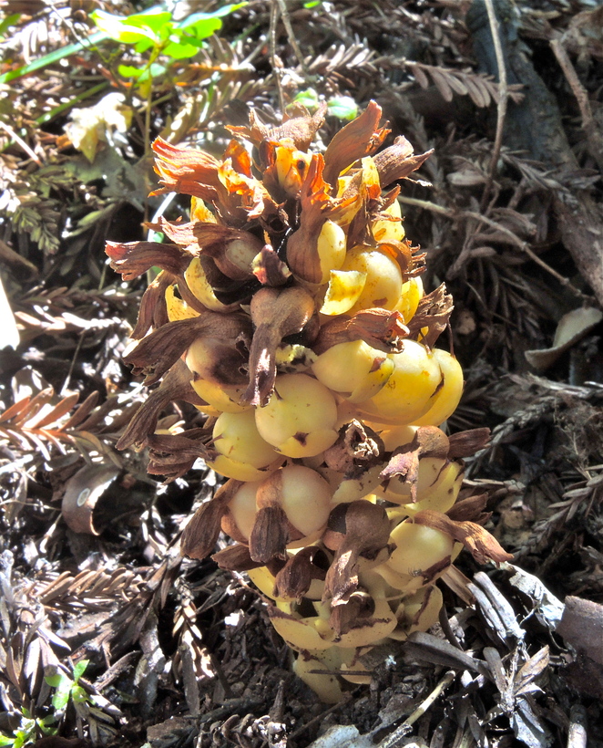 Kopsiopsis hookeri