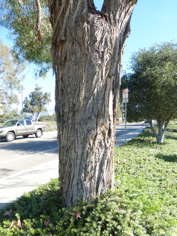 Eucalyptus nicholii