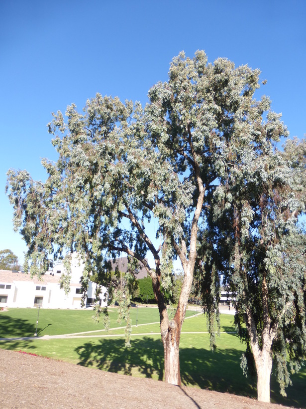 Eucalyptus polyanthemos