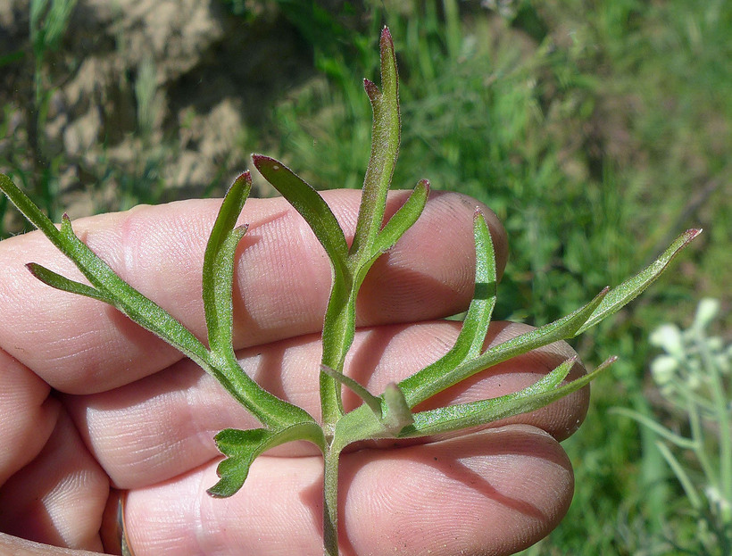 Delphinium parryi ssp. parryi