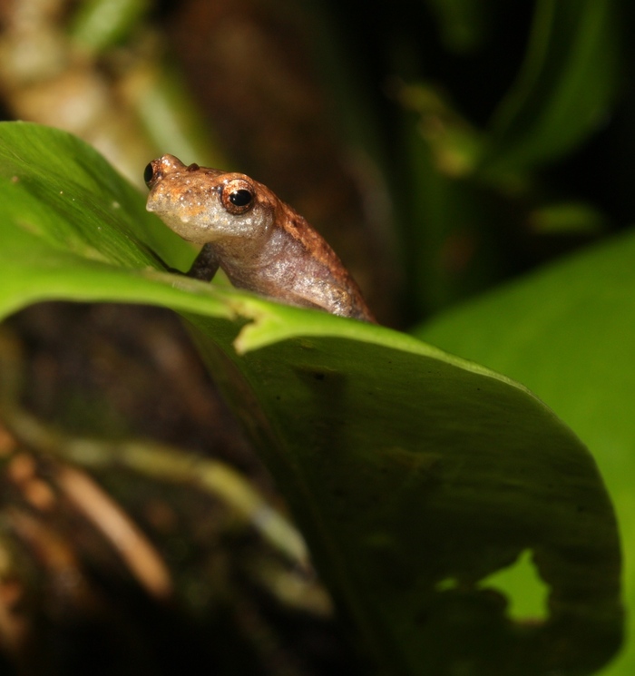 Bolitoglossa nympha