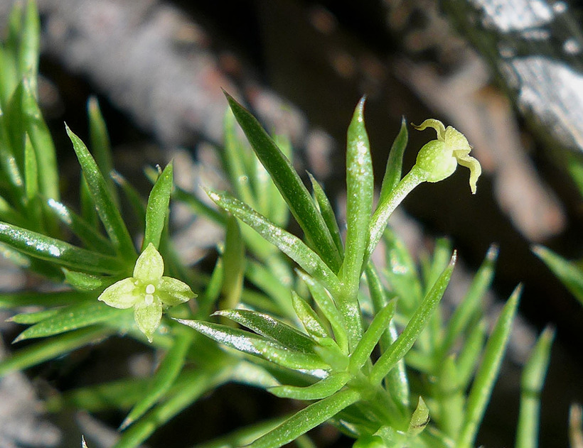 Galium andrewsii ssp. gatense