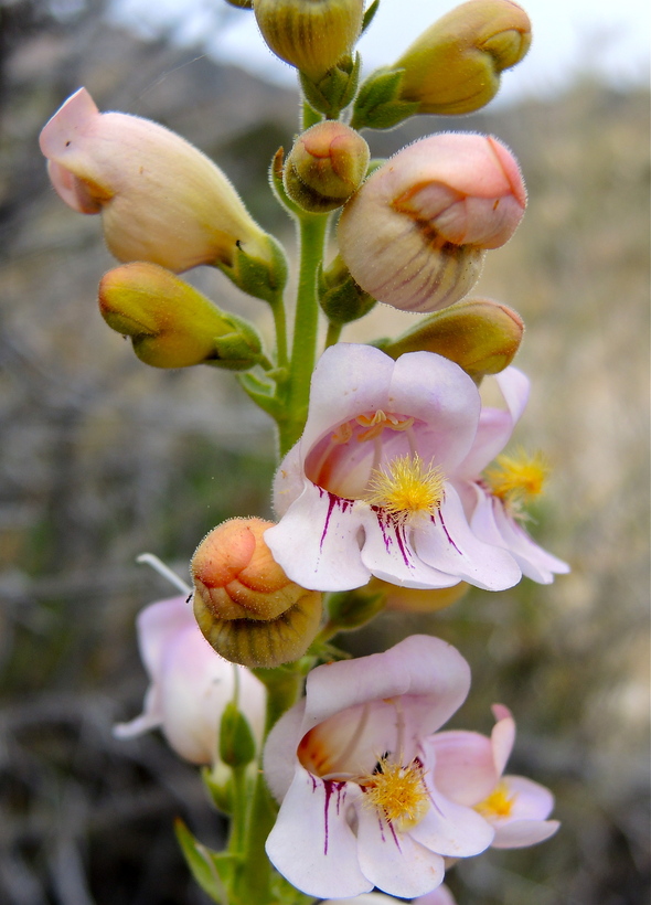 Penstemon palmeri var. palmeri