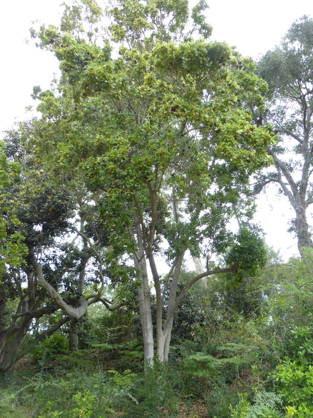 Ficus natalensis