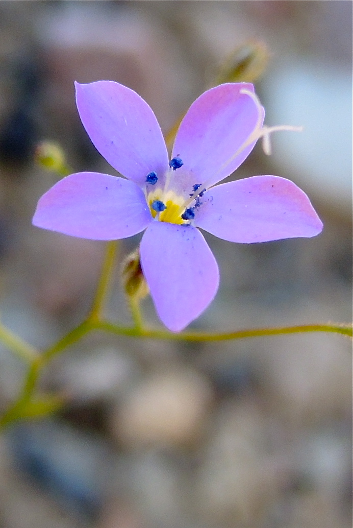 Gilia cana ssp. speciformis