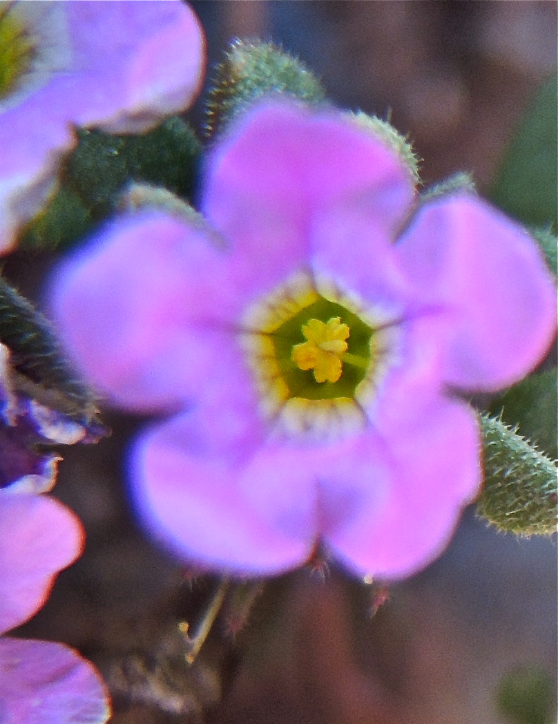 Nama demissa var. covillei