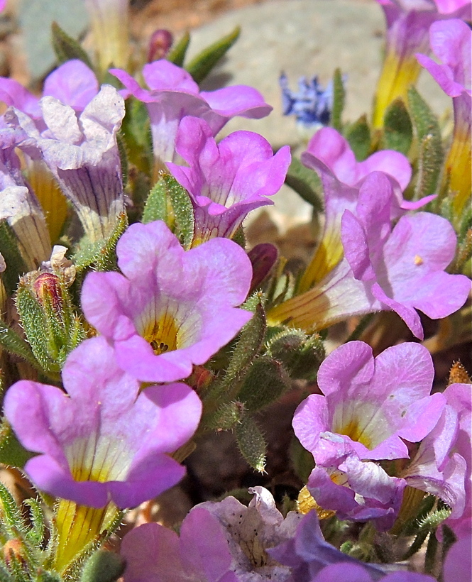 Nama demissa var. covillei