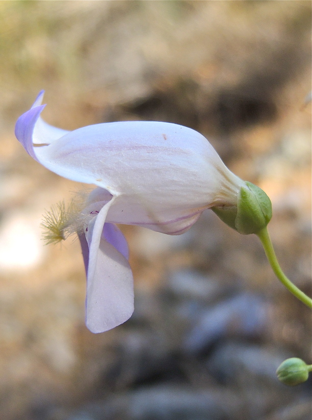 Penstemon fruticiformis var. fruticiformis