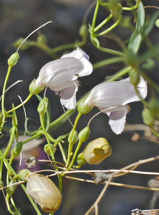 Penstemon fruticiformis var. fruticiformis