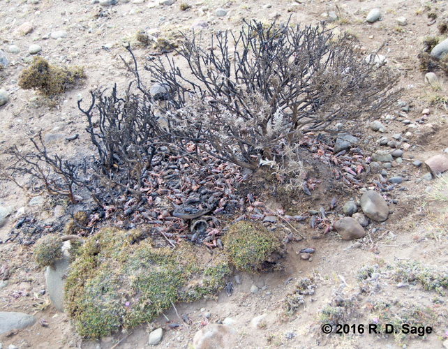 Burned bush, to kill Bufonacris claraziana