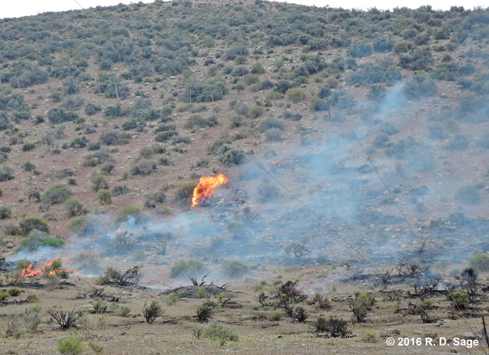 Burning countryside to stop Bufonacris clasraziana mass migration