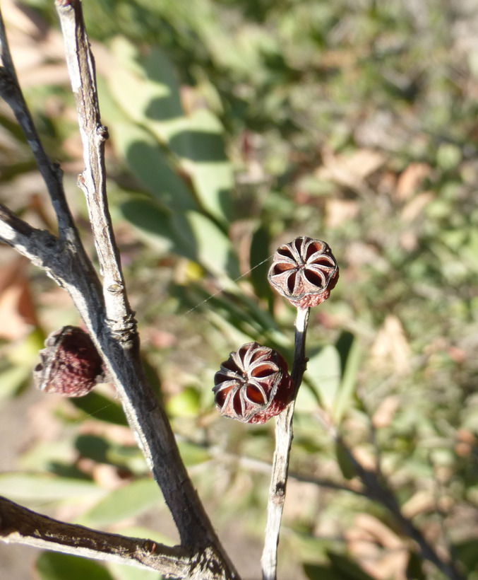 Leptospermum laevigatum