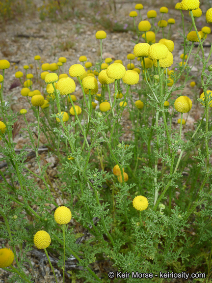 Oncosiphon pilulifer
