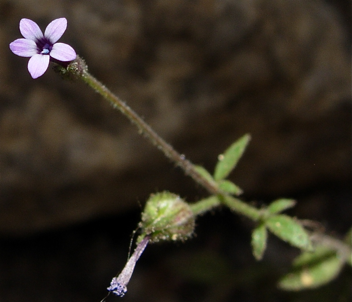 Allophyllum gilioides ssp. violaceum