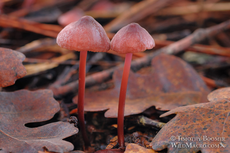 Marasmius plicatulus Marasmius plicatulus