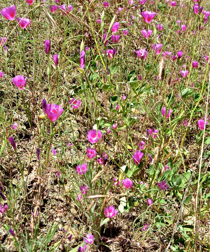 Clarkia amoena ssp. huntiana