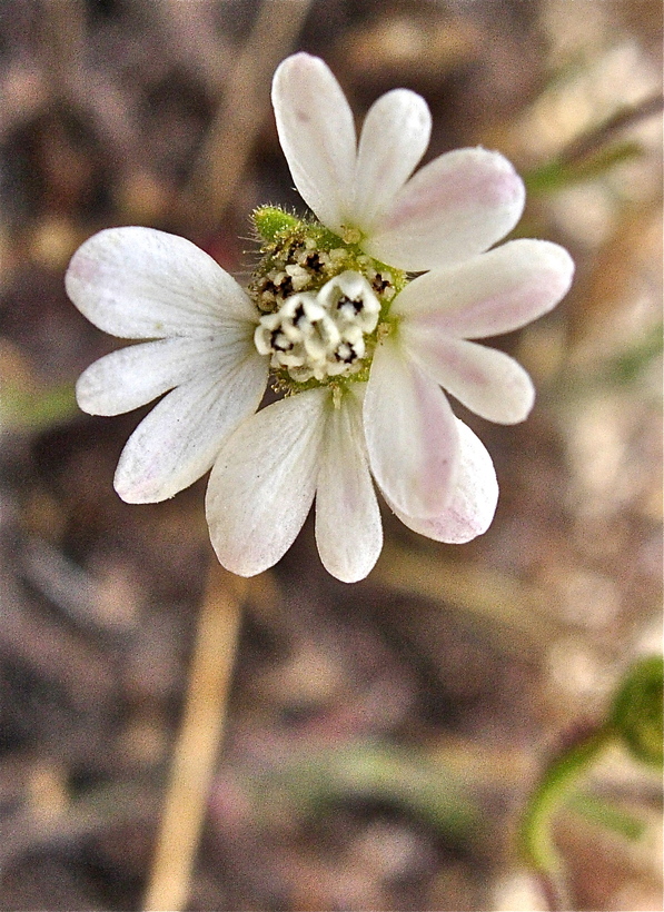 Hemizonia congesta ssp. clevelandii