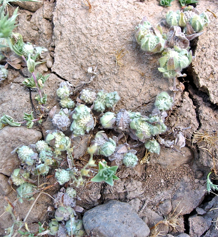 Psilocarphus chilensis