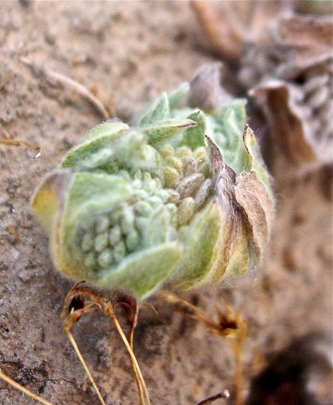 Psilocarphus chilensis