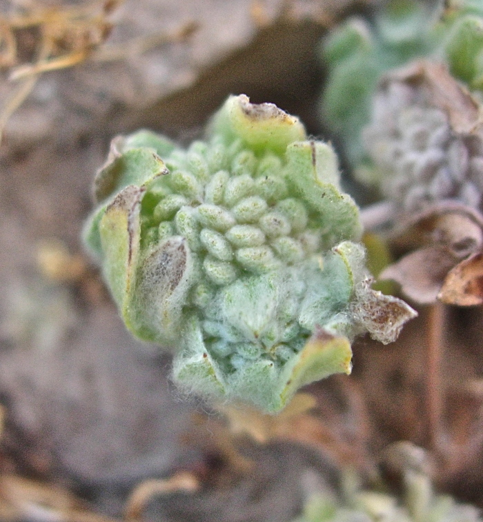 Psilocarphus chilensis