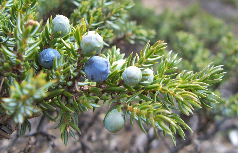 Juniperus communis var. saxatilis