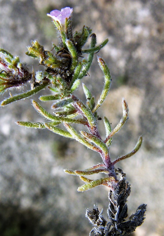 Tiquilia hispidissima