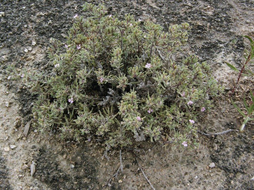 Tiquilia hispidissima