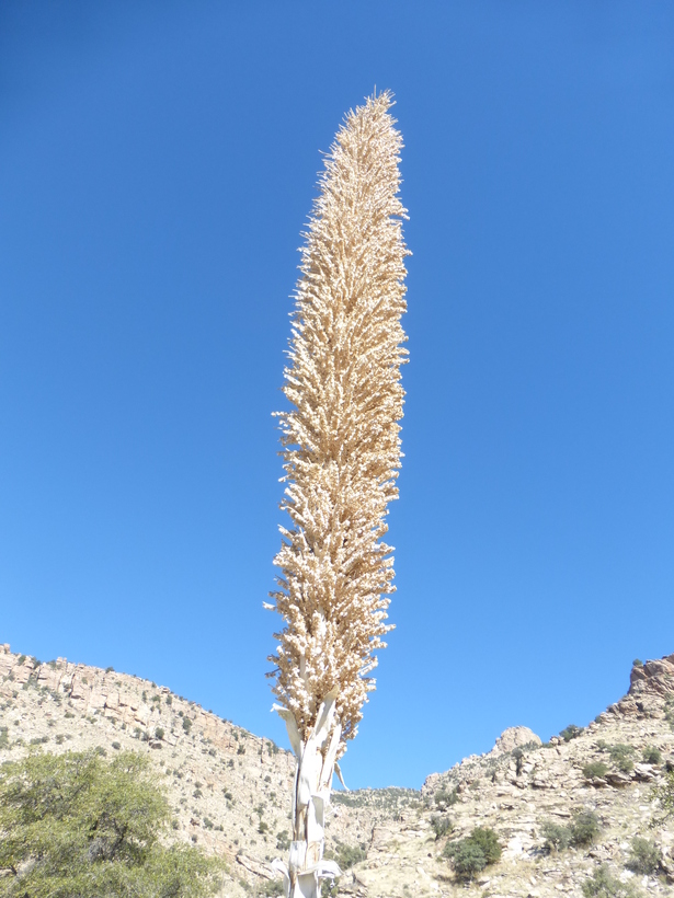 Dasylirion wheeleri