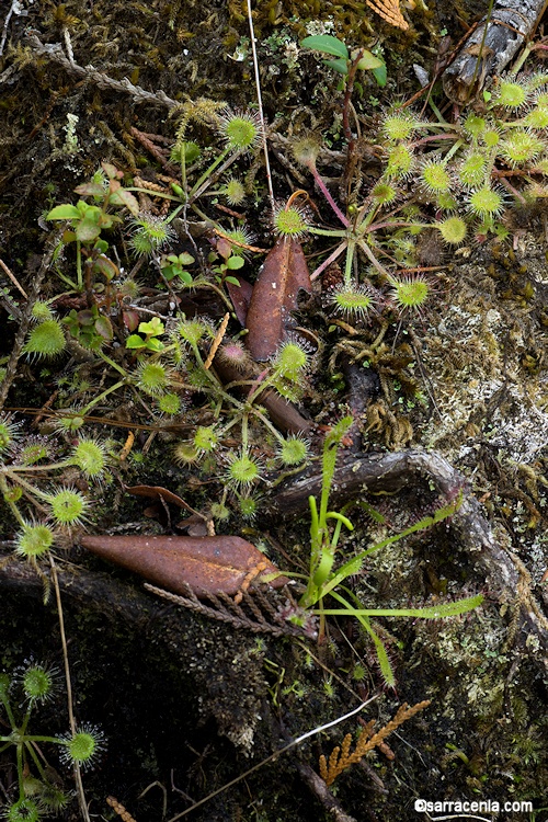 Drosera capensis