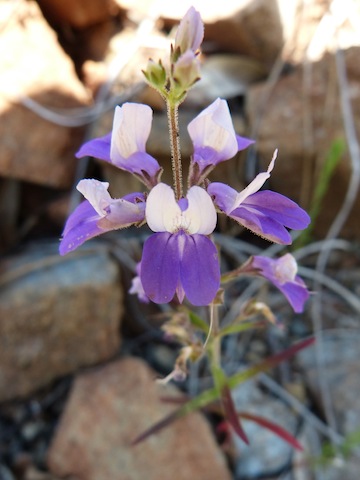 Collinsia linearis