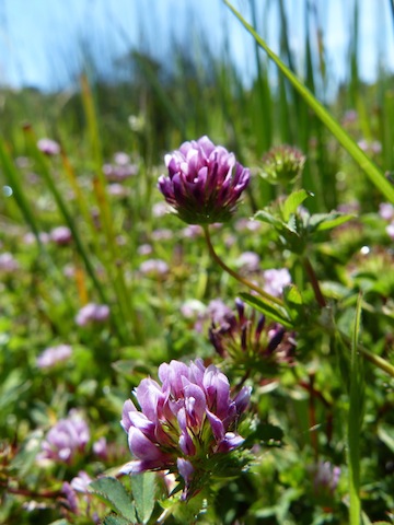 Trifolium polyodon Trifolium polyodon