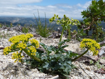 Lomatium parvifolium Lomatium parvifolium