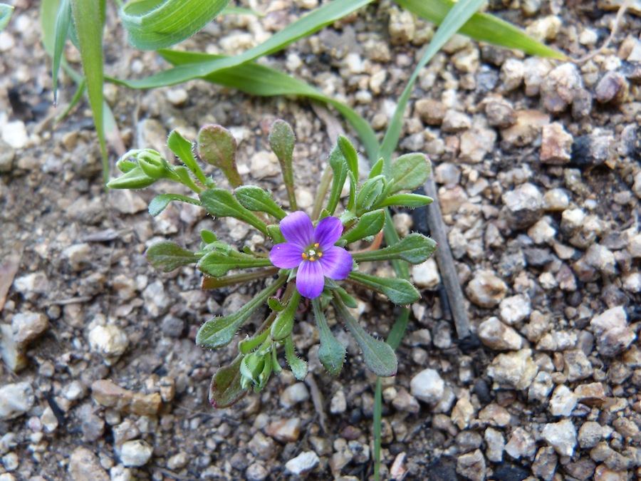 Calandrinia breweri Calandrinia breweri