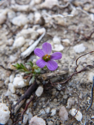 Calandrinia breweri Calandrinia breweri