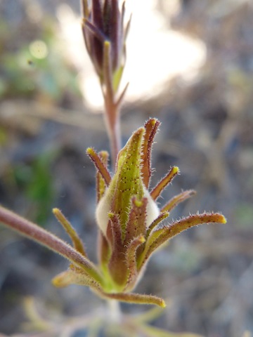 Cordylanthus rigidus Cordylanthus rigidus