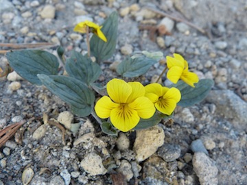 Viola purpurea ssp. integrifolia Viola purpurea ssp. integrifolia