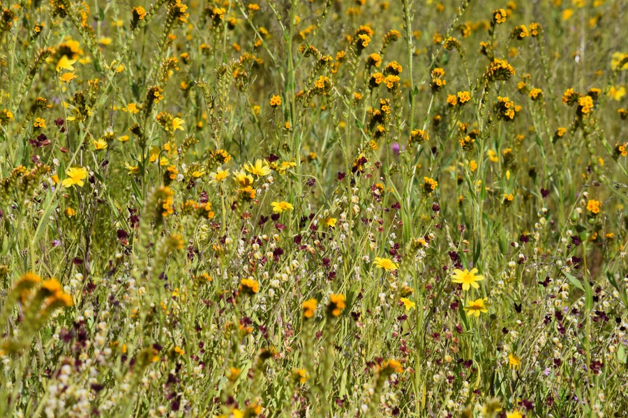 Caulanthus californicus Caulanthus californicus