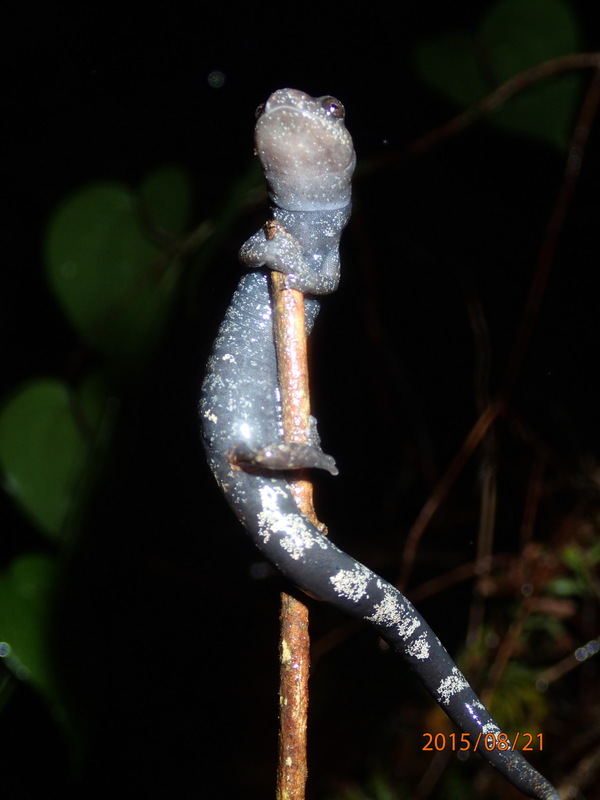 Bolitoglossa magnifica Bolitoglossa magnifica