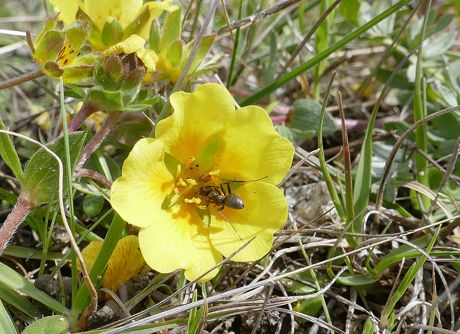 Potentilla hickmanii Potentilla hickmanii