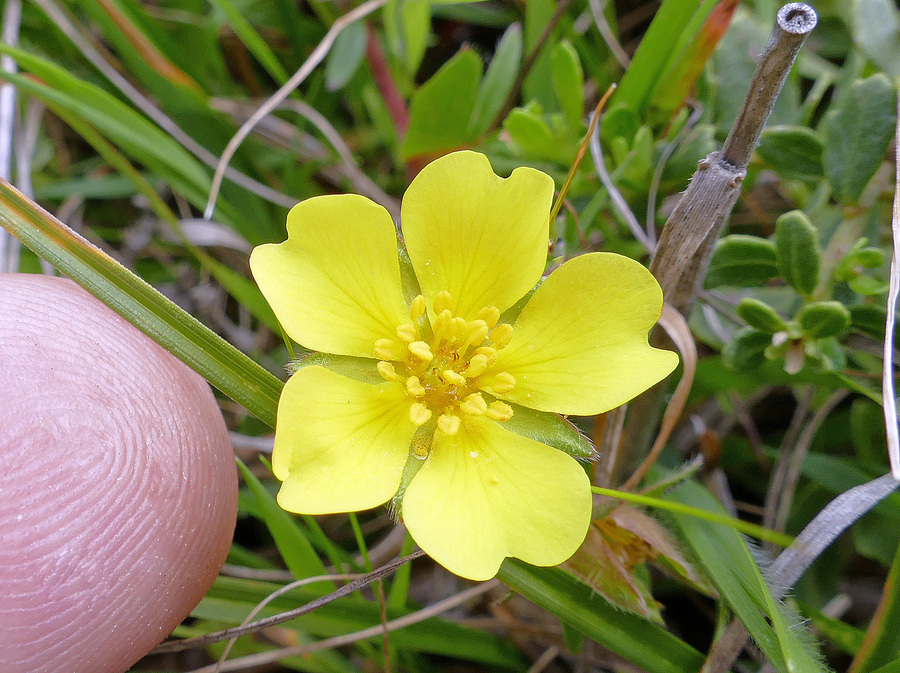 Potentilla hickmanii Potentilla hickmanii